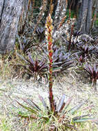 Imagem de Tillandsia pastensis André