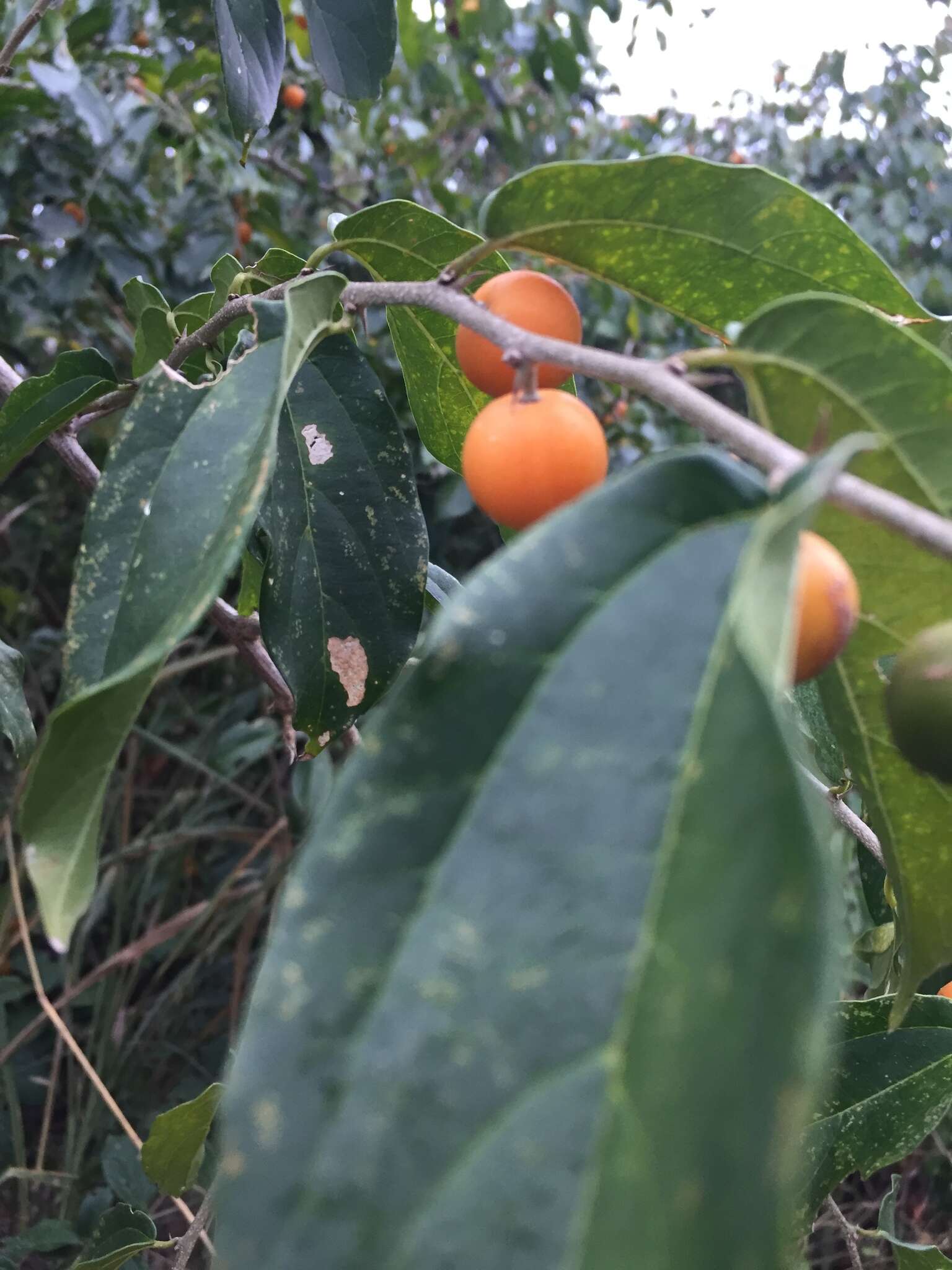 Celtis iguanaea (Jacq.) Sarg. resmi