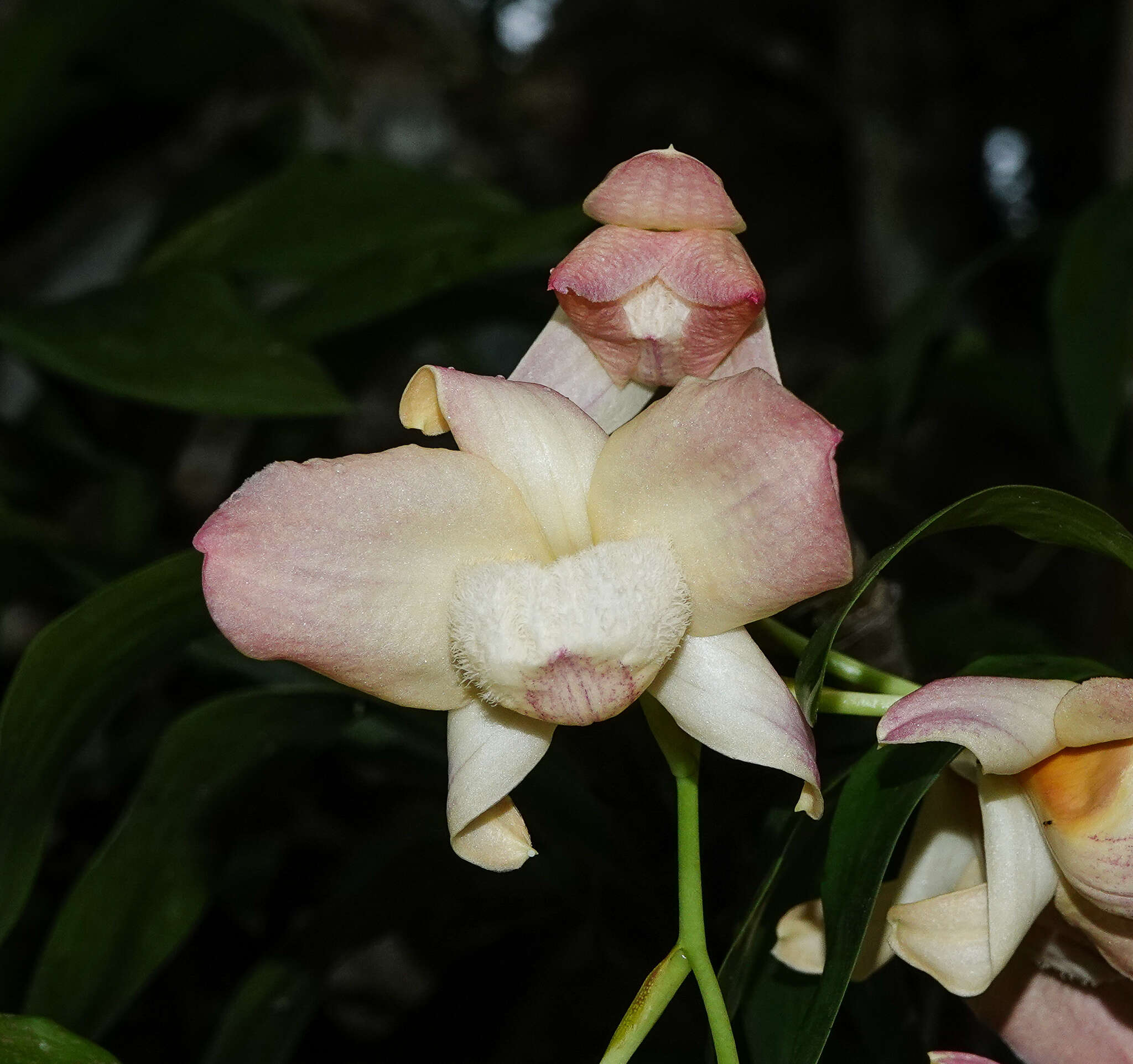 Imagem de Dendrobium moschatum (Banks) Sw.