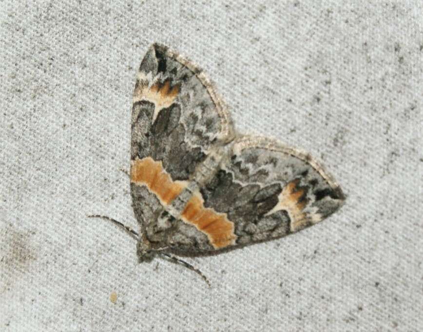 Image of Orange-barred Carpet