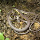 Image of Two-colored Fishing Snake