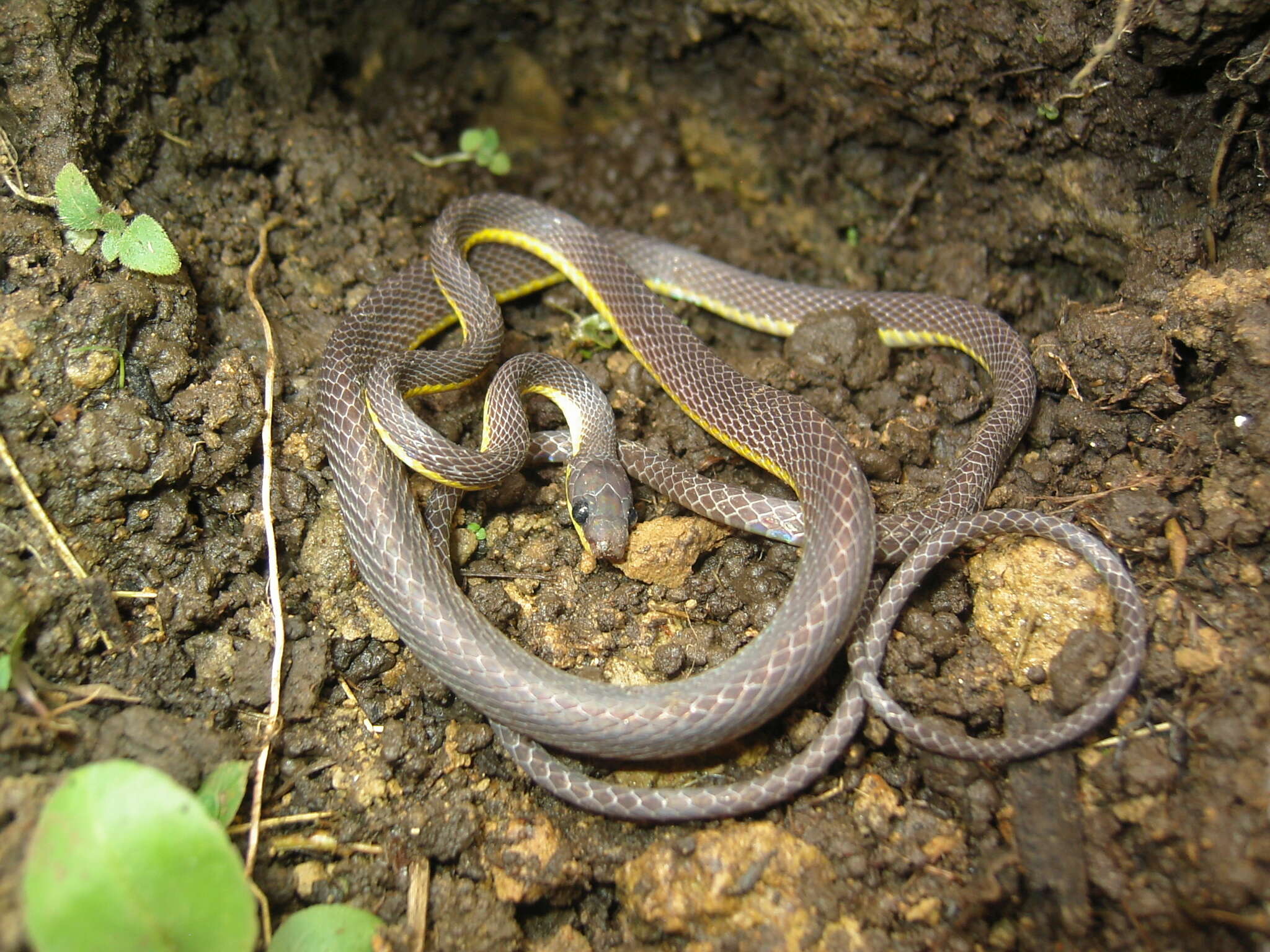 Synophis bicolor Peracca 1896 resmi