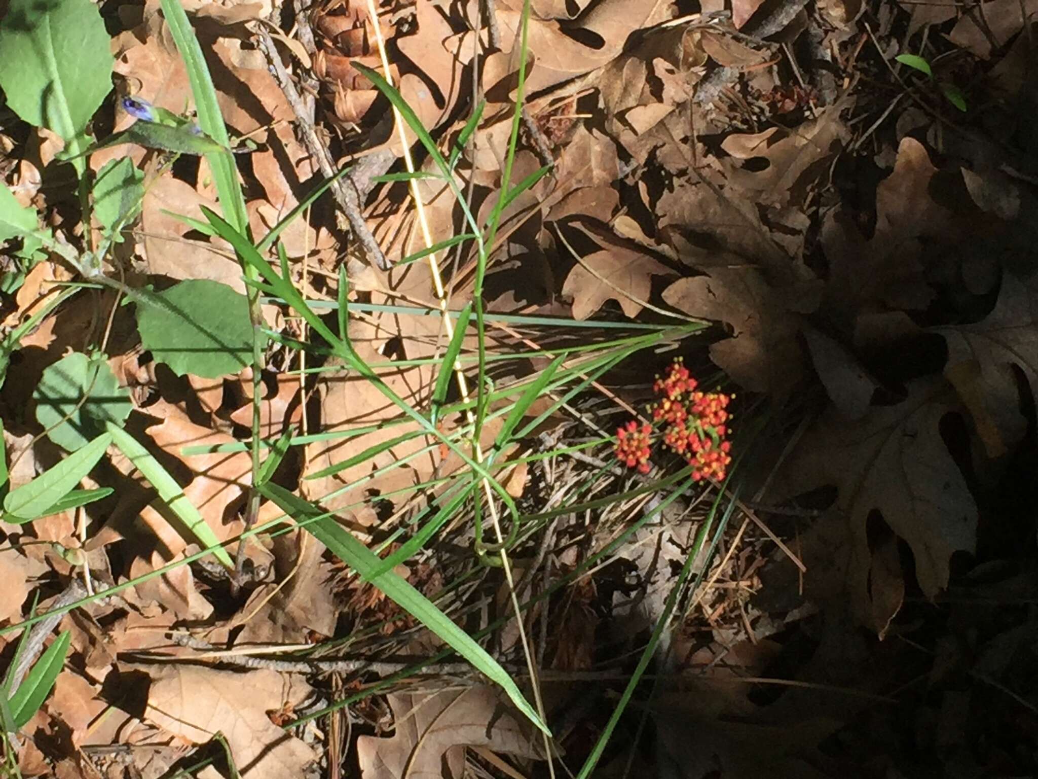 Image of alpine false springparsley