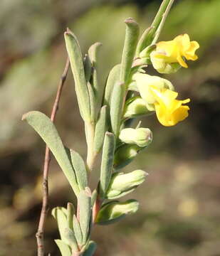 Image of Hermannia diversistipula C. Presl