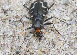 Image of Cicindela (Cicindela) hirticollis gravida Le Conte 1851