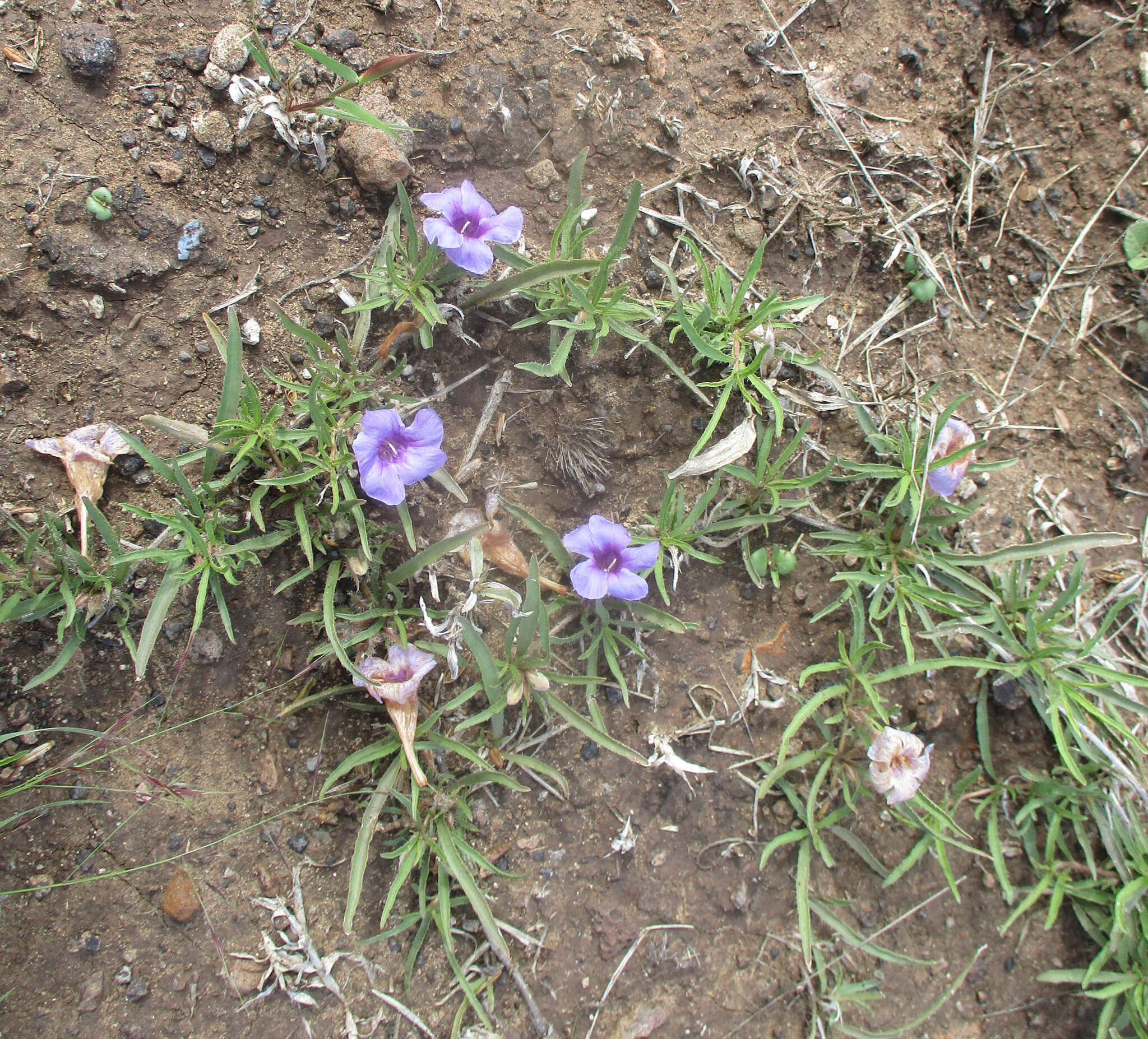 Image of Ruelliopsis