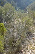 Image of Erica pectinifolia var. pectinifolia