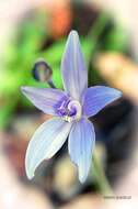 Image of Caladenia sericea Lindl.