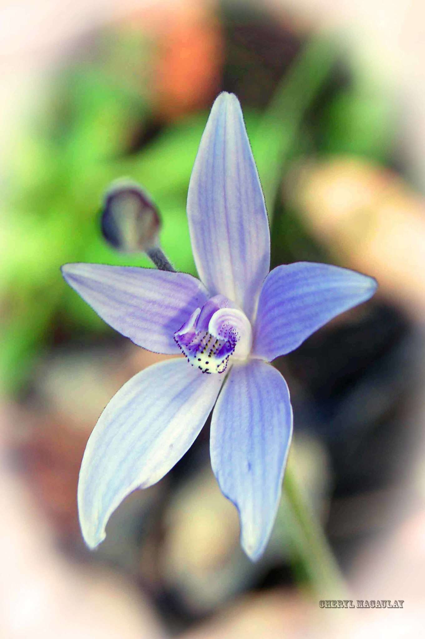 Caladenia sericea Lindl.的圖片