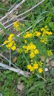 Image of Great Plains Groundsel