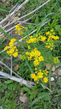 Image of Great Plains Groundsel