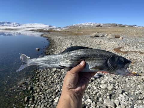 Image of Mongolian grayling