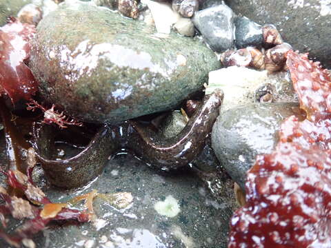 Image of Cockscomb prickleback