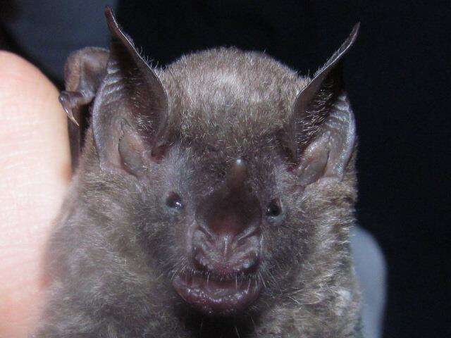 Image of Sowell’s Short-tailed Bat