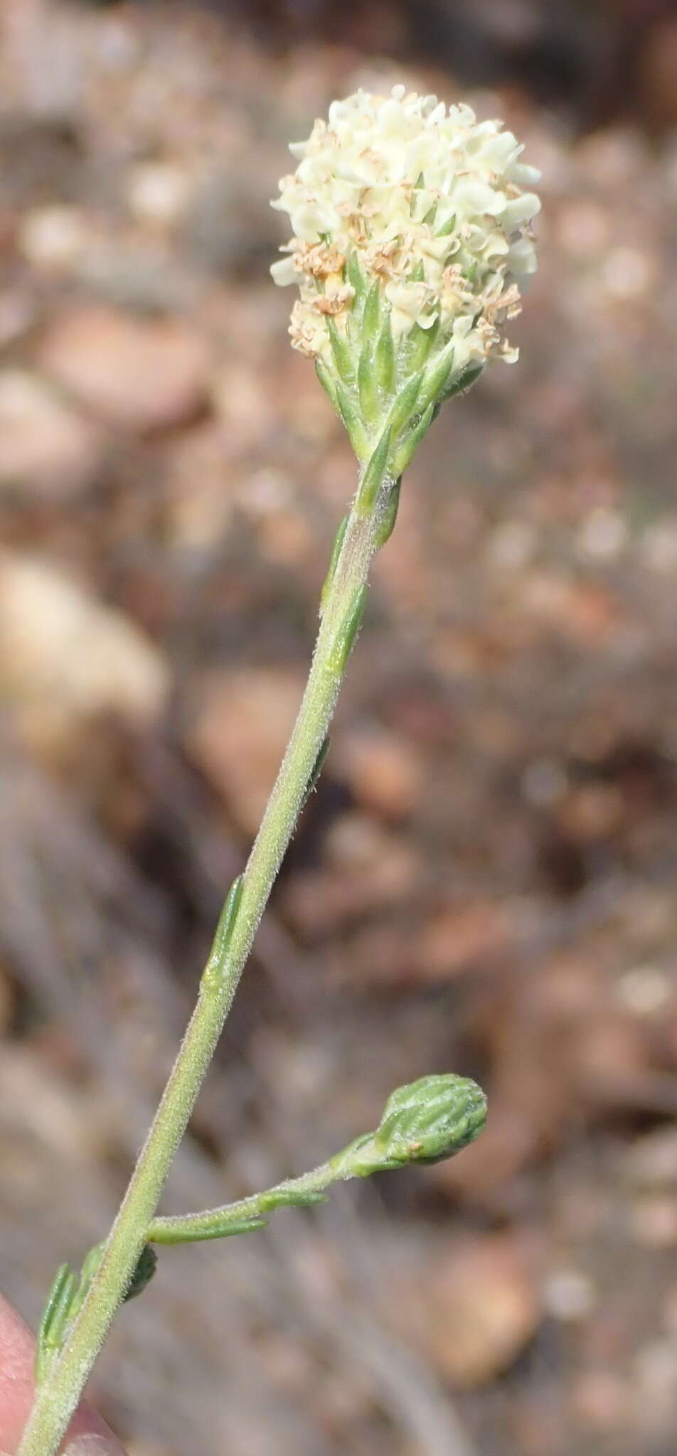 Sivun Phyllopodium elegans (Choisy) O. M. Hilliard kuva