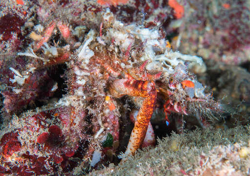 Image of lesser spider crab