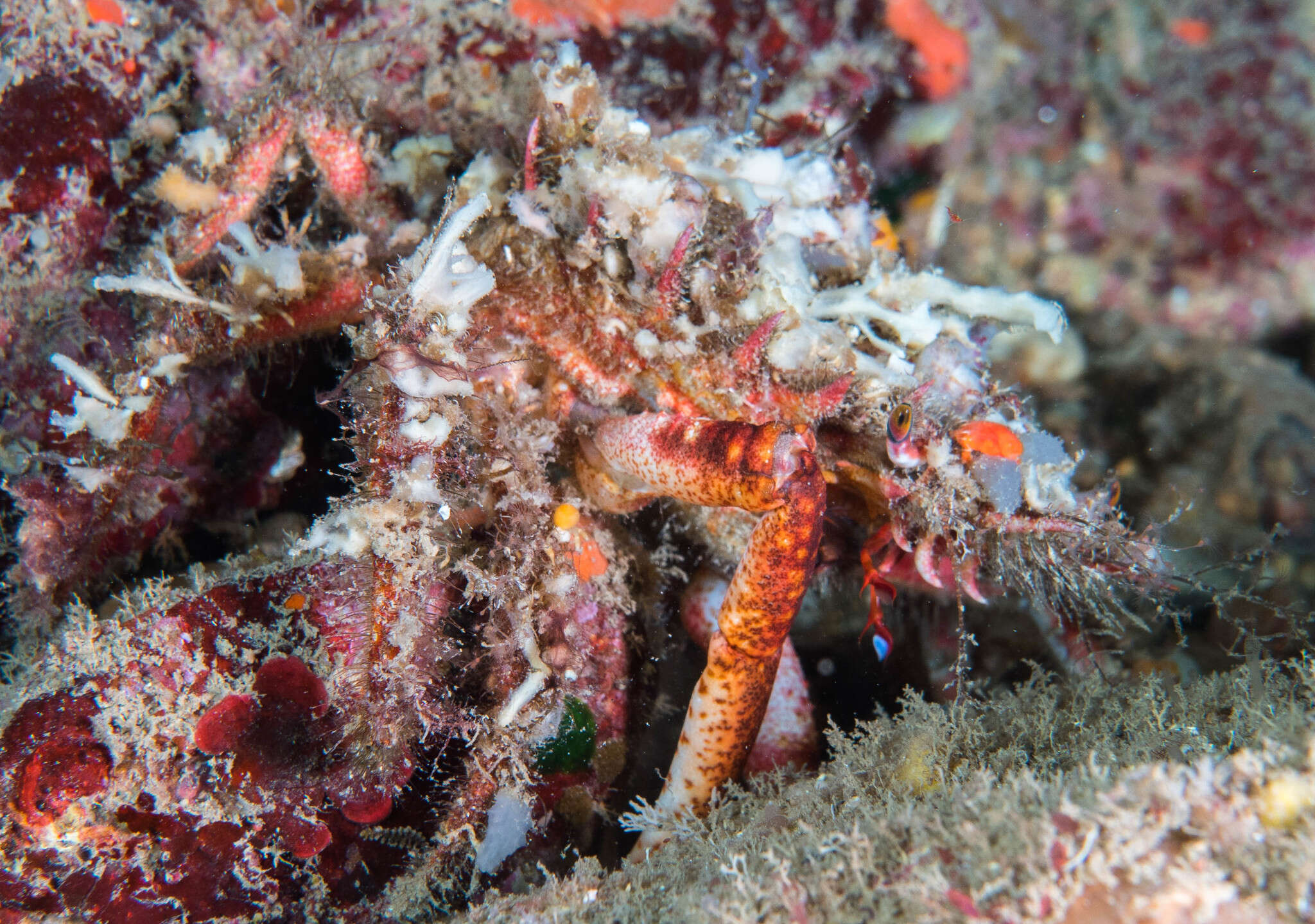 Image of lesser spider crab