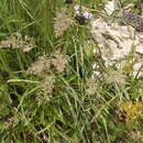 Слика од Calamagrostis scopulorum M. E. Jones