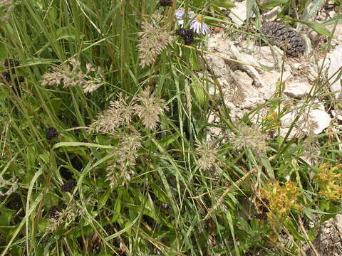 Image de Calamagrostis scopulorum M. E. Jones