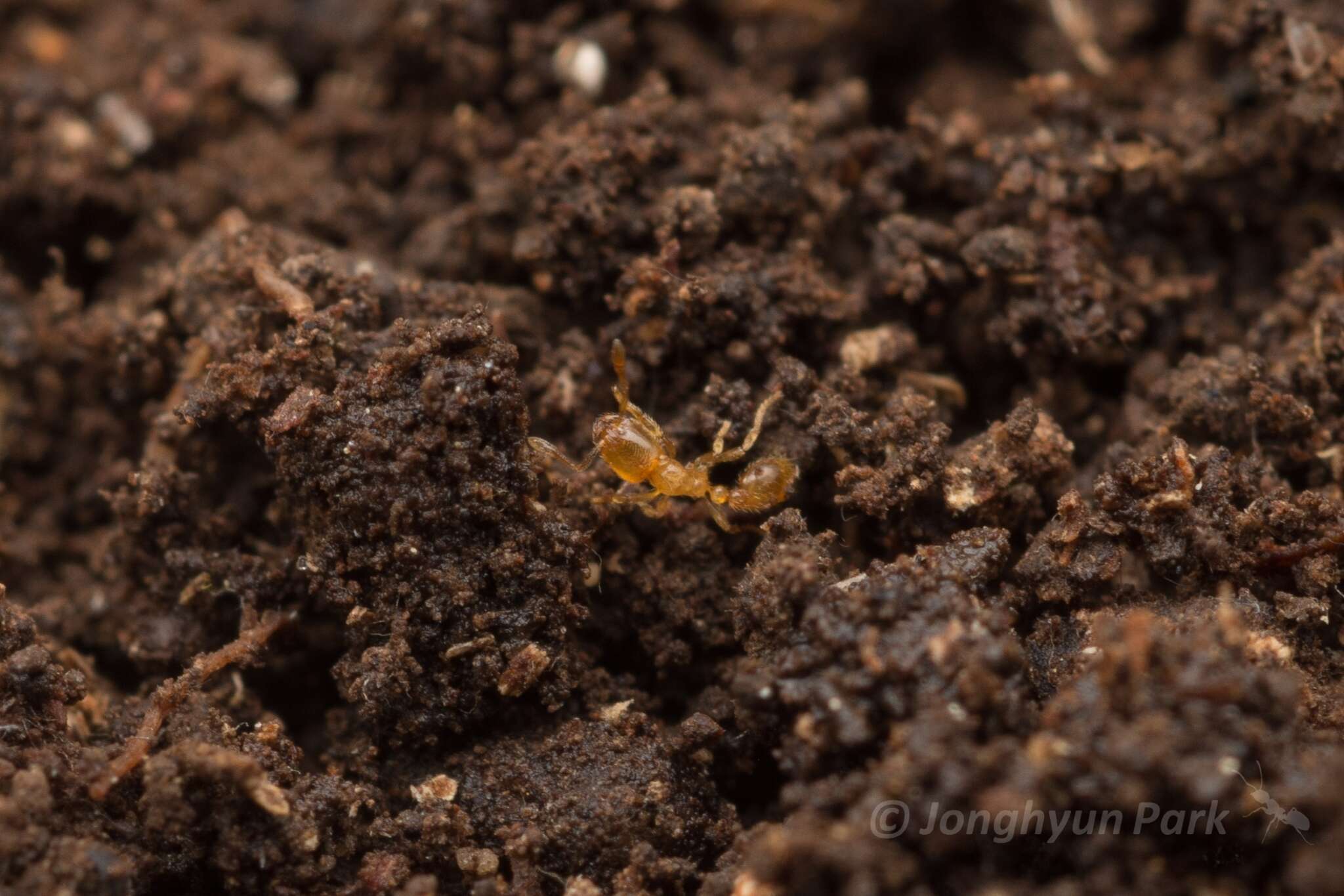 Imagem de Solenopsis japonica Wheeler 1928