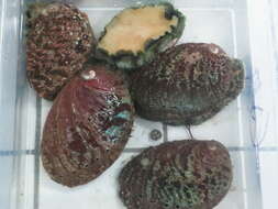 Image of Abalone