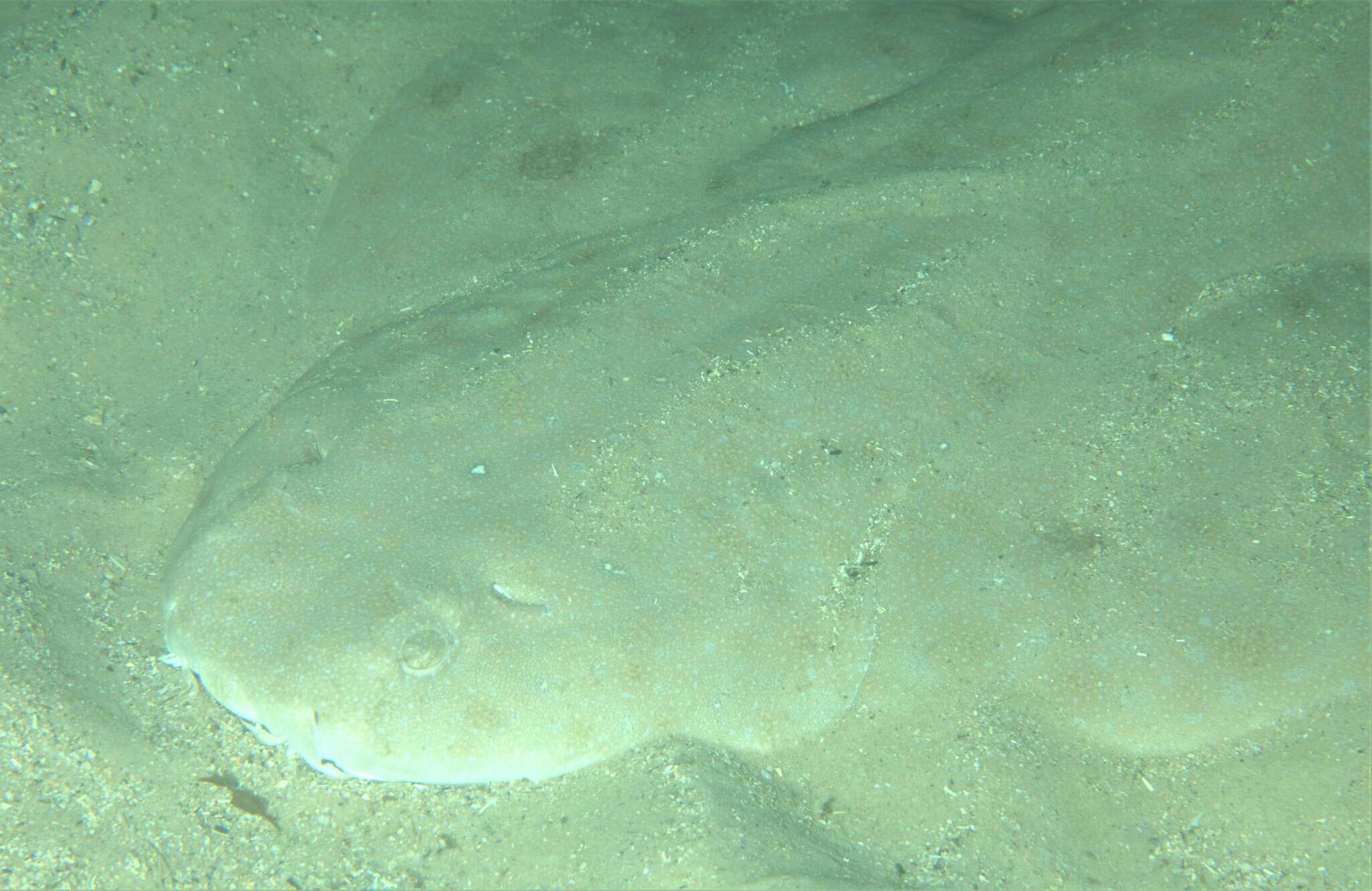 Image of Eastern Angel Shark