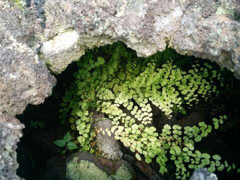 Image of polished maidenhair