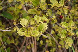 Image de Viburnum parvifolium Hayata