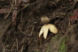 Image of Beaked Earthstar