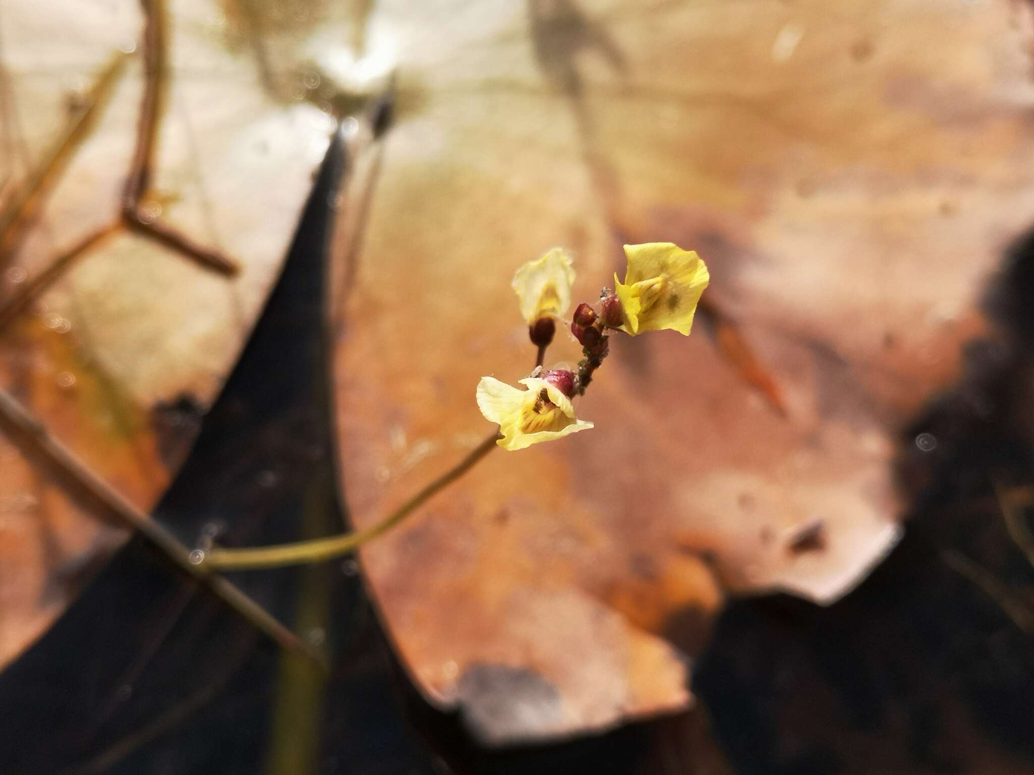 Imagem de Utricularia bremii Heer