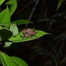 Plancia ëd Typophyllum egregium Hebard 1924