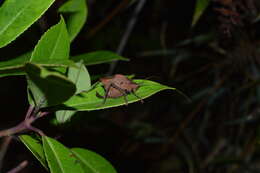 Typophyllum egregium Hebard 1924 resmi