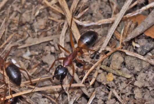 Plancia ëd Camponotus consobrinus (Erichson 1842)