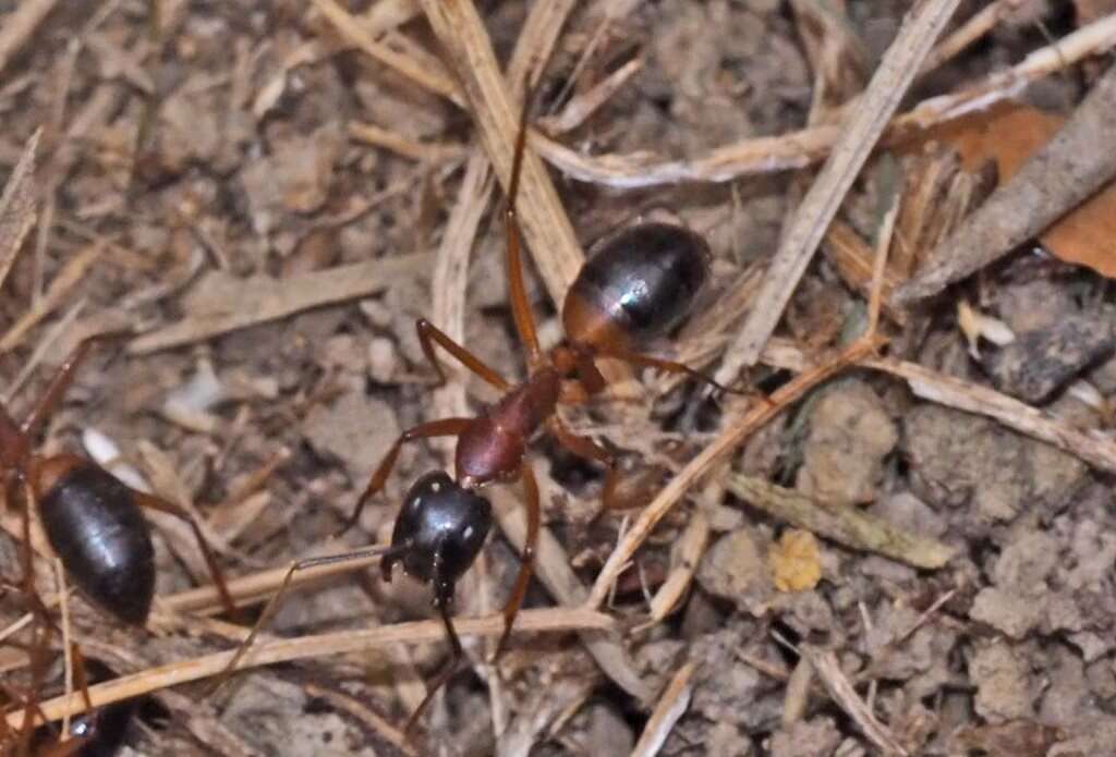 Plancia ëd Camponotus consobrinus (Erichson 1842)