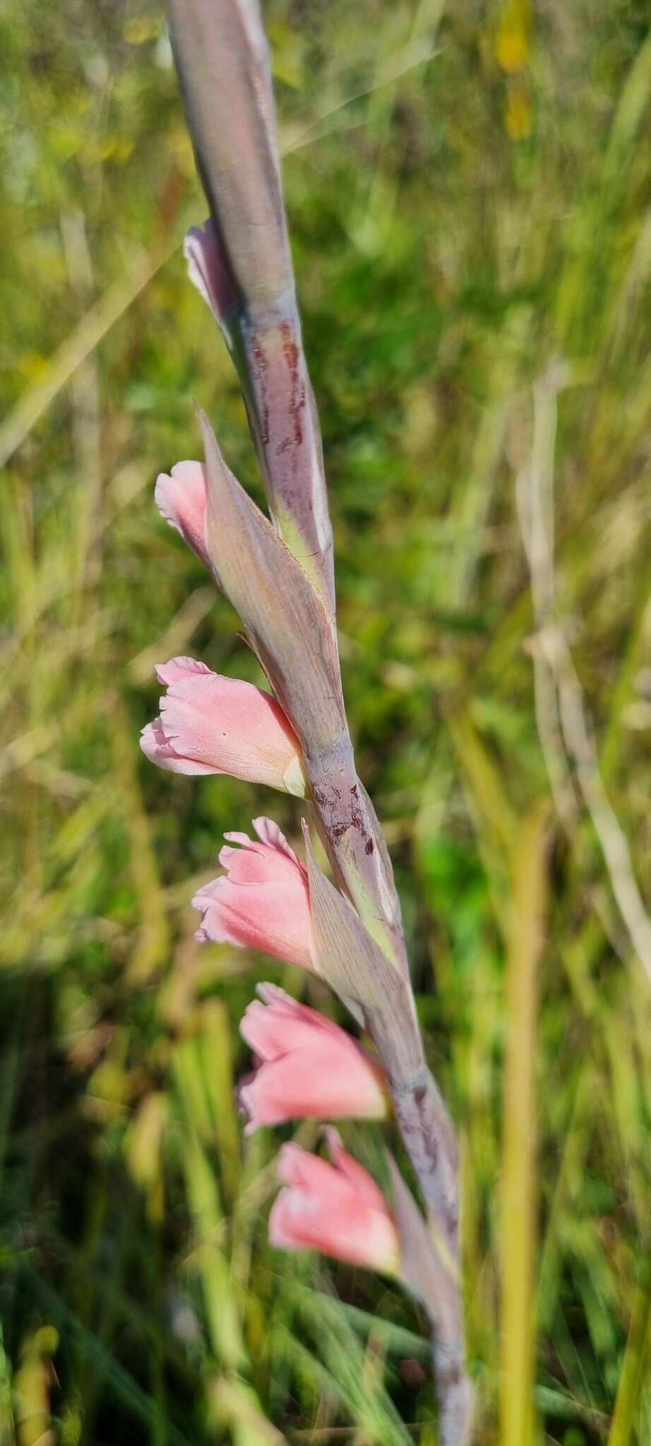 Imagem de Gladiolus appendiculatus G. J. Lewis