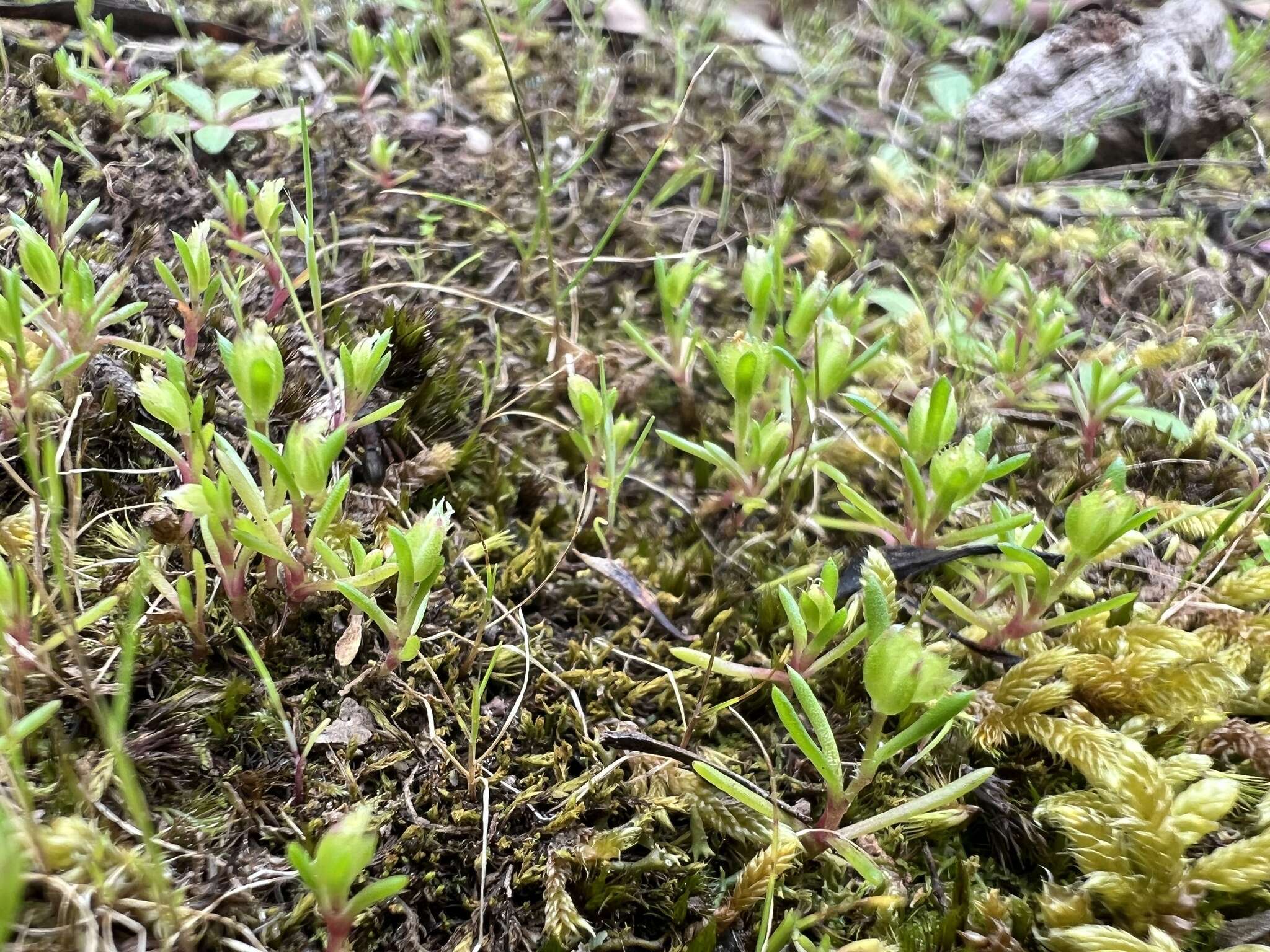 Image of Brachyscome perpusilla (Steetz) J. Black