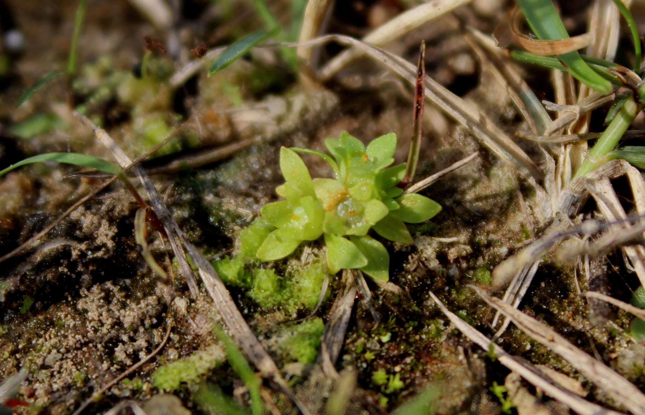 Sivun Lepuropetalon spathulatum (Muhl.) Ell. kuva