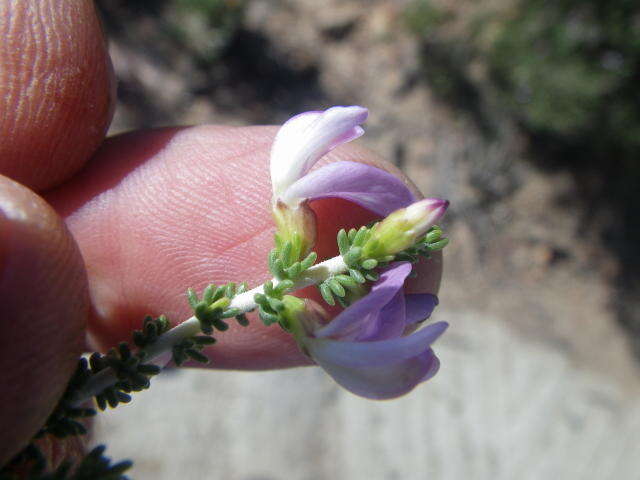 Слика од Aspalathus costulata Benth.