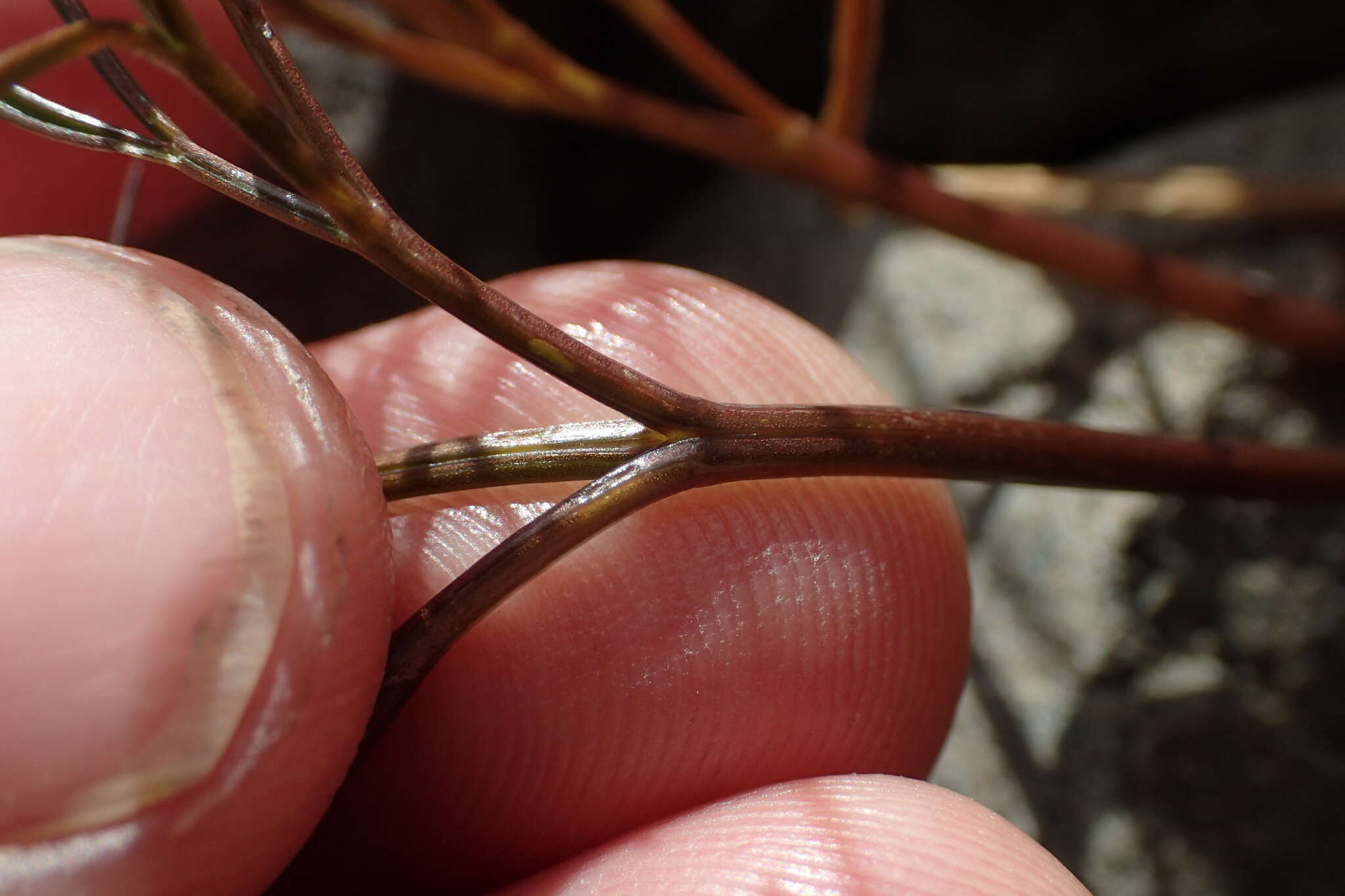 Imagem de Anisotome filifolia (Hook. fil.) Cockayne & Laing