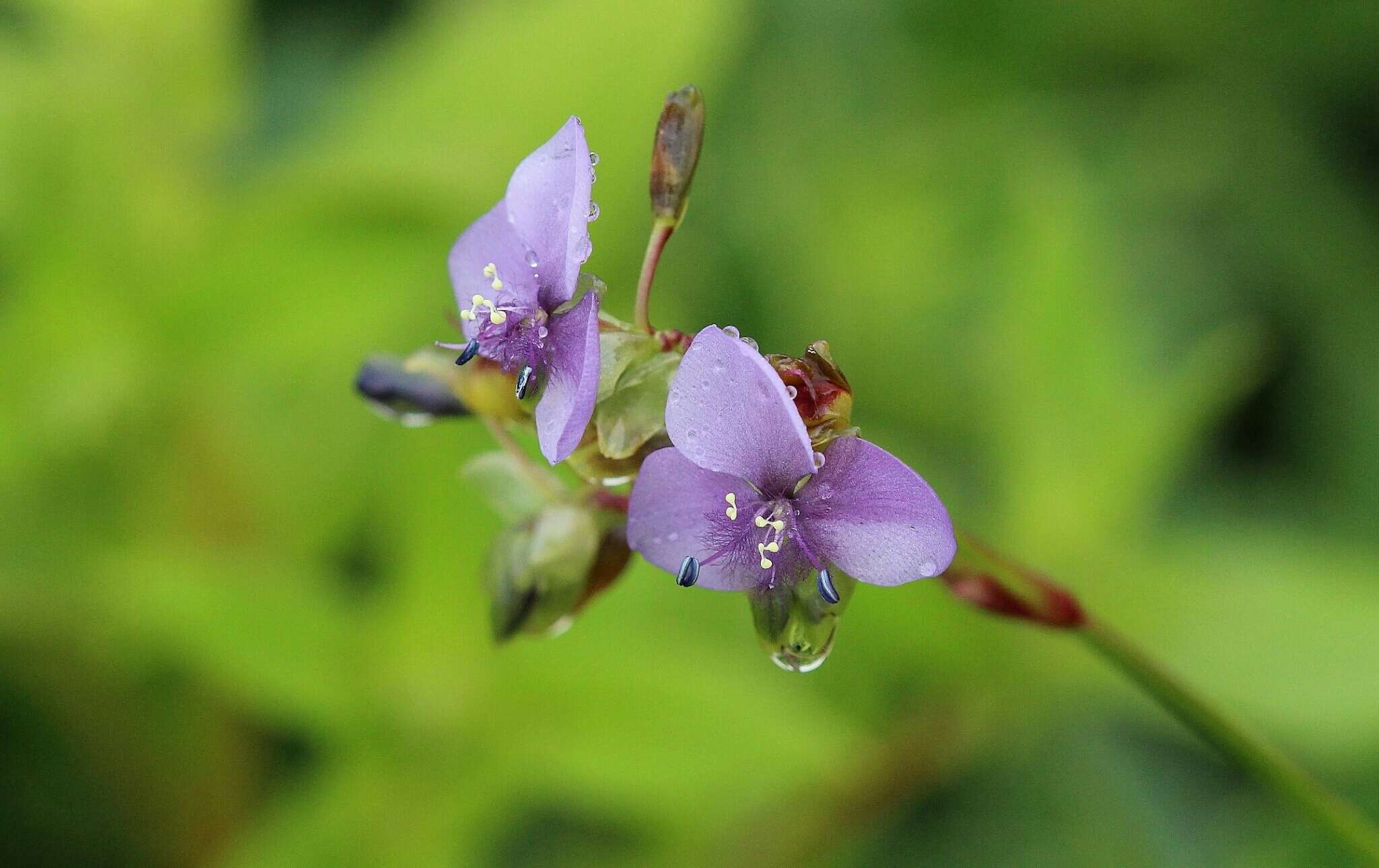 Sivun Murdannia simplex (Vahl) Brenan kuva