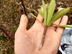 Image of Euphorbia gymnonota Urb.