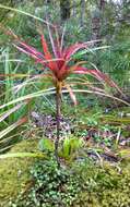 Image of Dracophyllum latifolium A. Cunn.