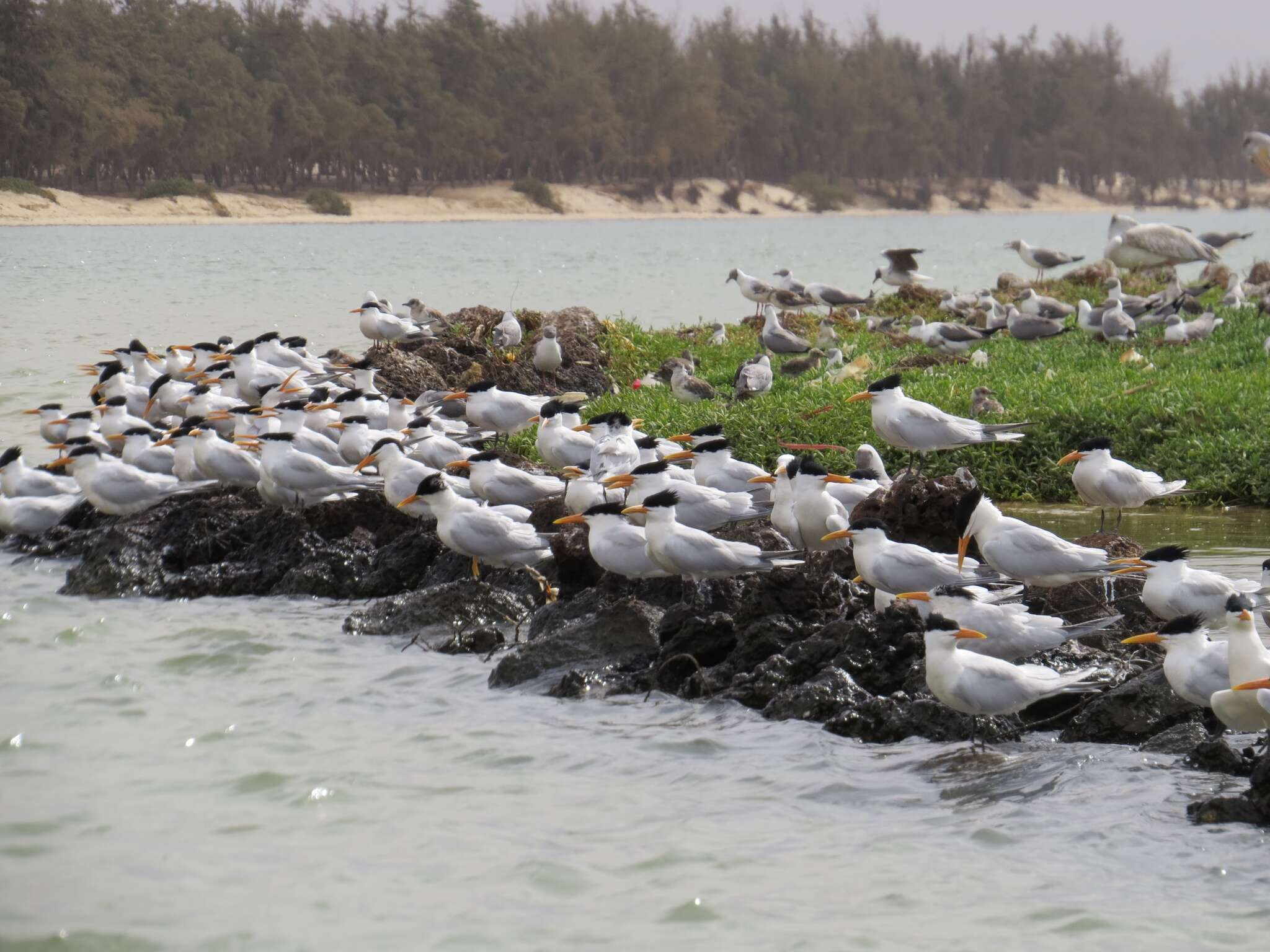 Image of West African Crested Tern