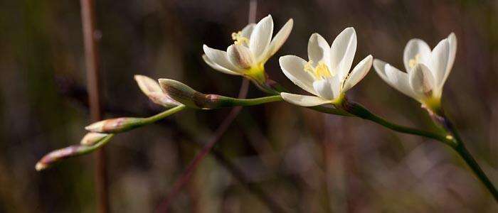 Image of Geissorhiza juncea (Link) A. Dietr.