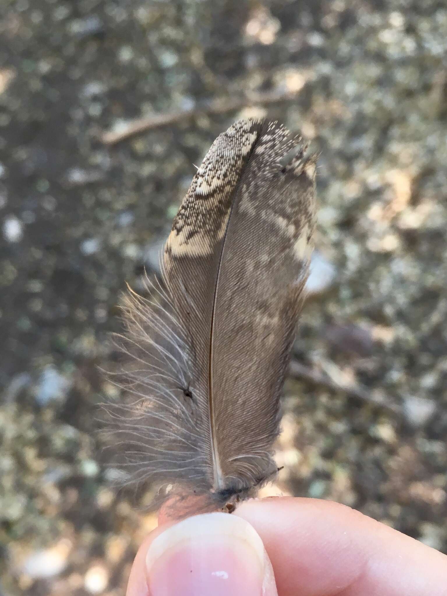 Image of Eurasian Scops Owl