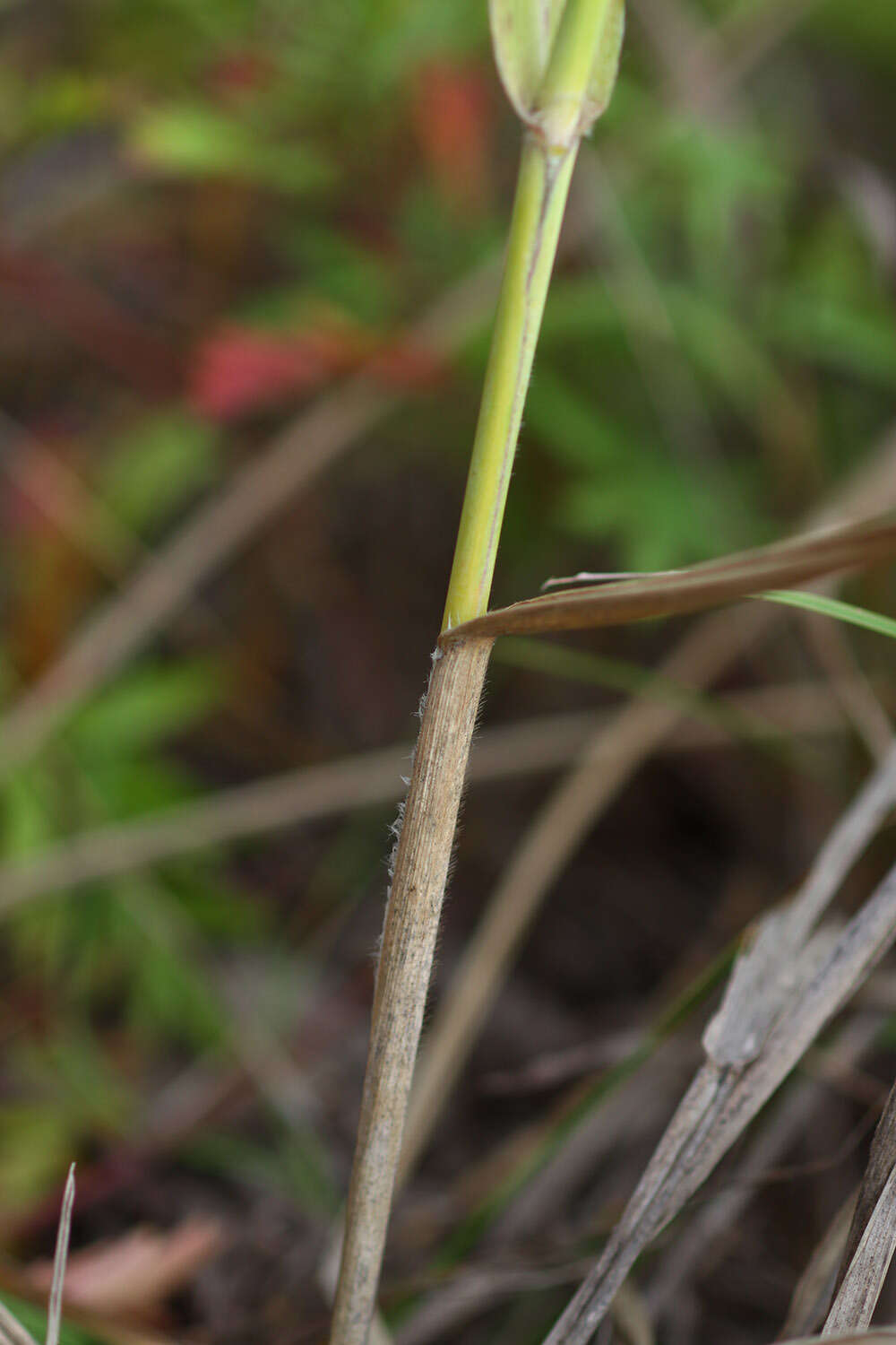 Image of Arundinella hirta (Thunb.) Tanaka