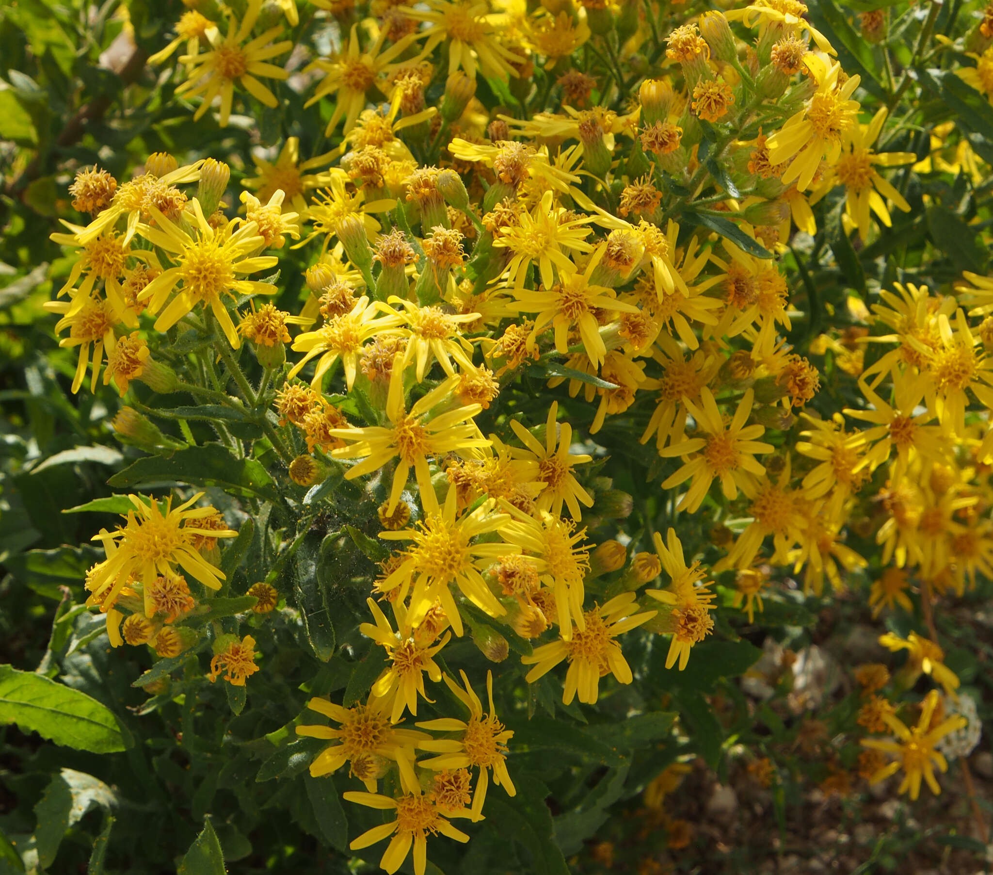 Image of Strong-smelling Inula