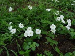 Image of Thunbergia neglecta Sond.