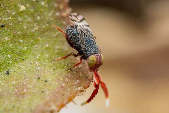 Image de Dicarnosis erythrocephala Kerrich 1978