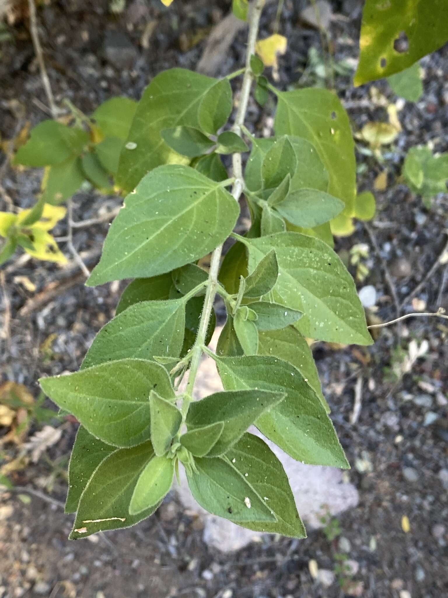 Sivun Ruellia californica subsp. californica kuva